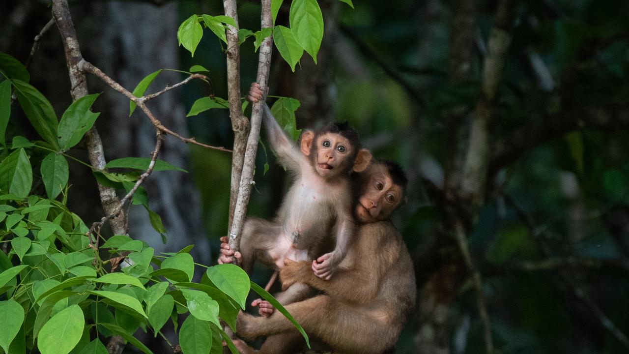 Baby and mother monkey on tree