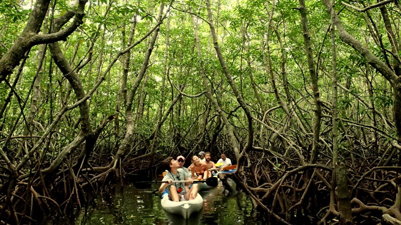 Boat in mangrove forest on Gaya Island