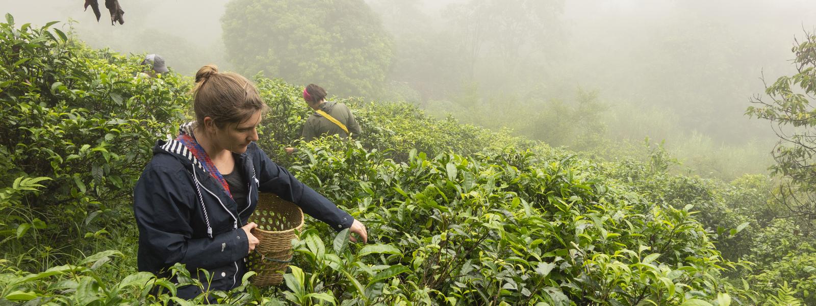 lady picking tea in northern thailand