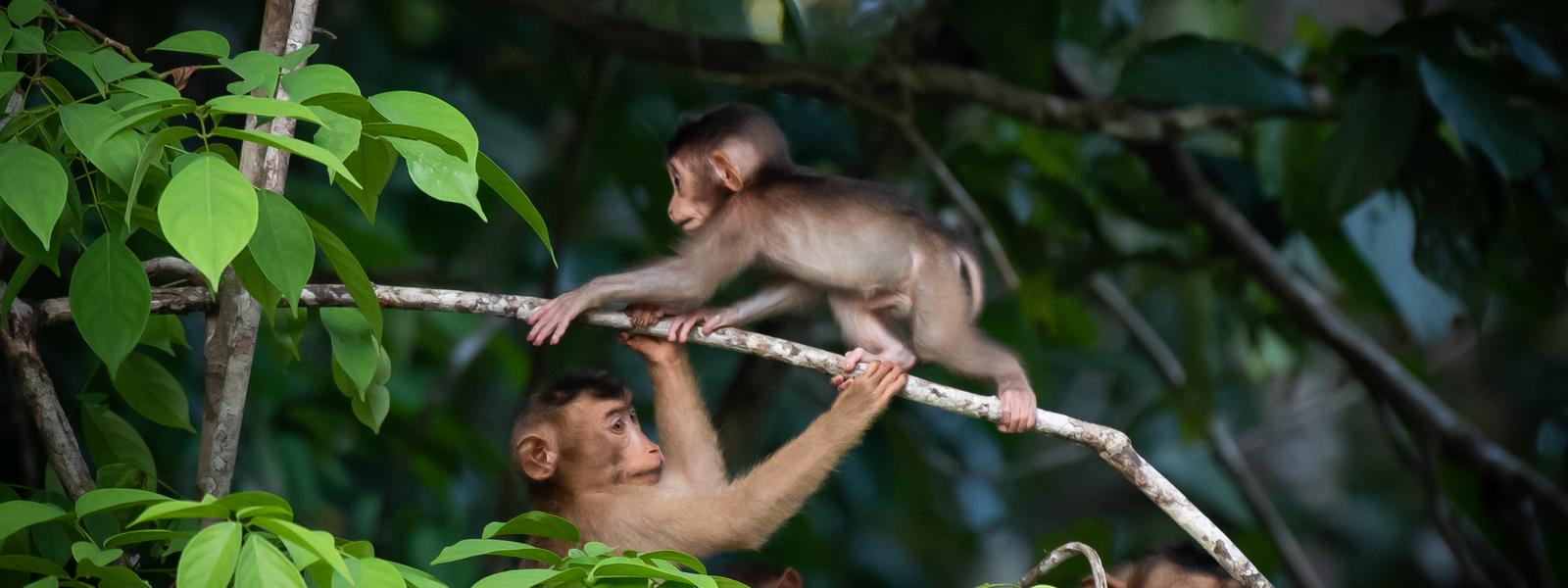 Monkeys on branch