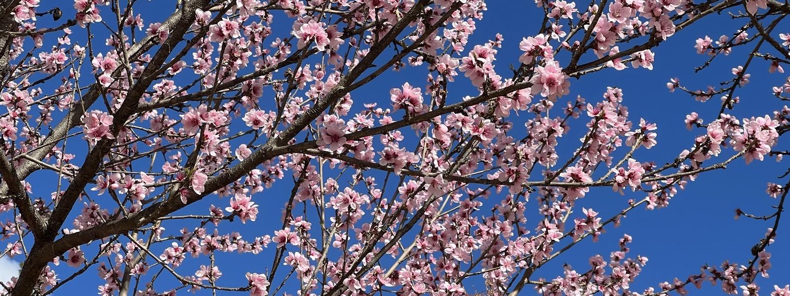 Cherry blossom season in Haa