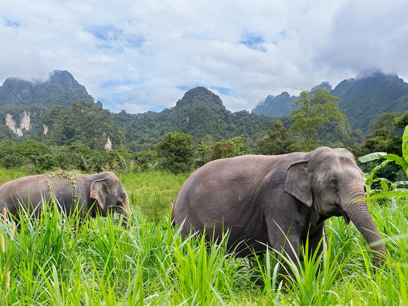 Elephants wandering in front of Khao Sok National Park