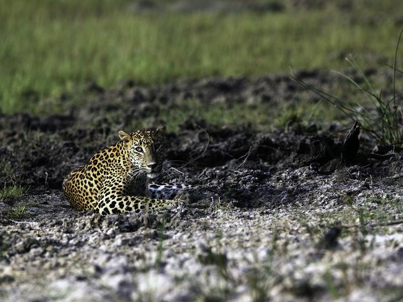 Wilpattu leopard spotting leopard trails