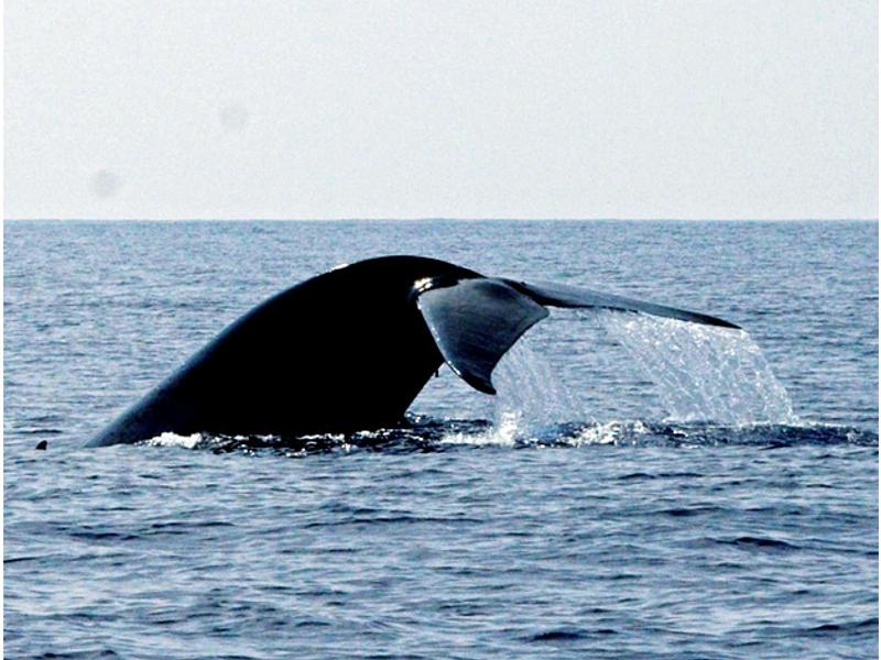 Whale spotting in Galle, Sri Lanka