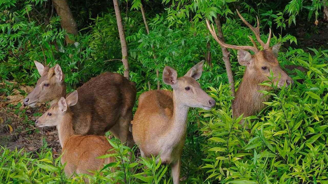 Deer spotting at The Menjangan