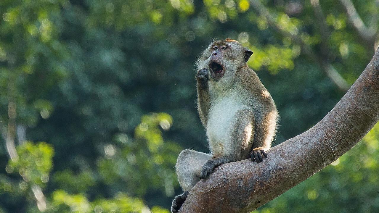 Monkey yawning in a tree