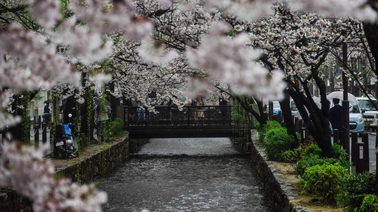 Kyoto Cherry blossom