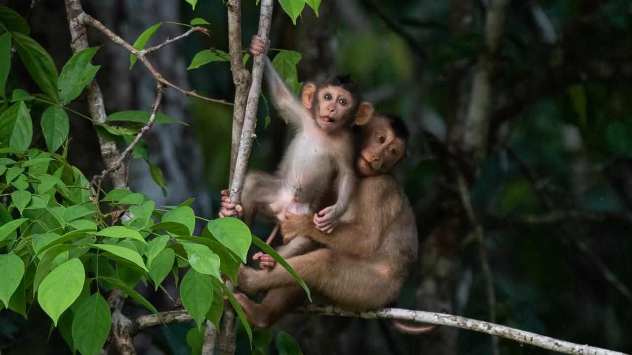 Monkeys by the Kinabatangan river