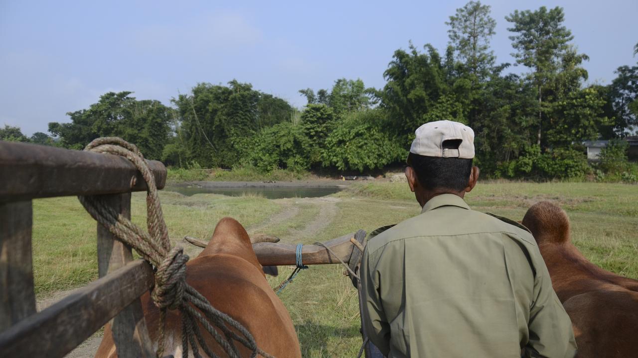 A ranger driving a horse and kart at Chitwan National Park