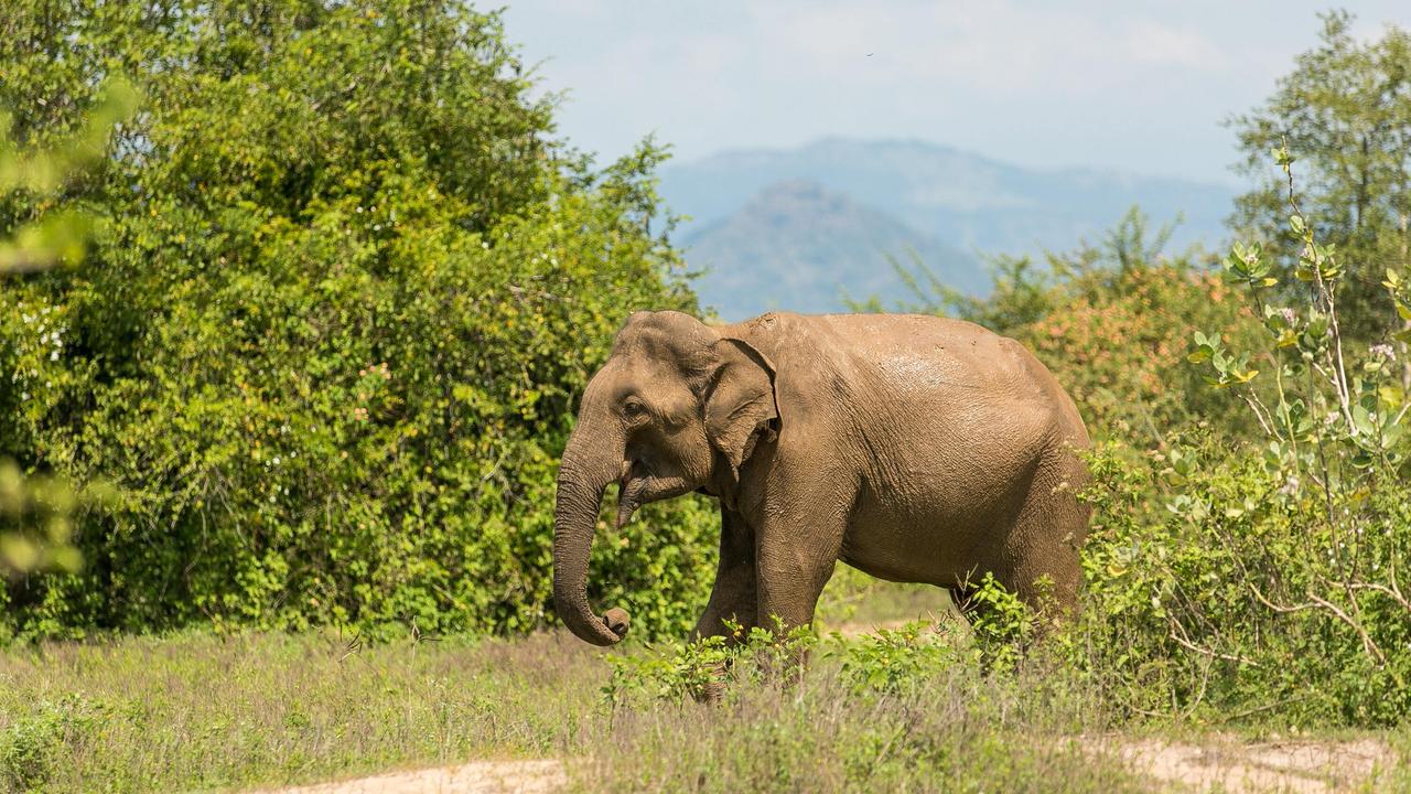 Elephant in Uda Walawe, Sri Lanka
