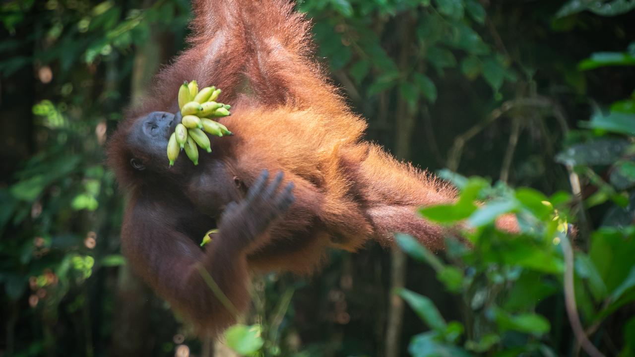 Spotting wild orangutans, Borneo