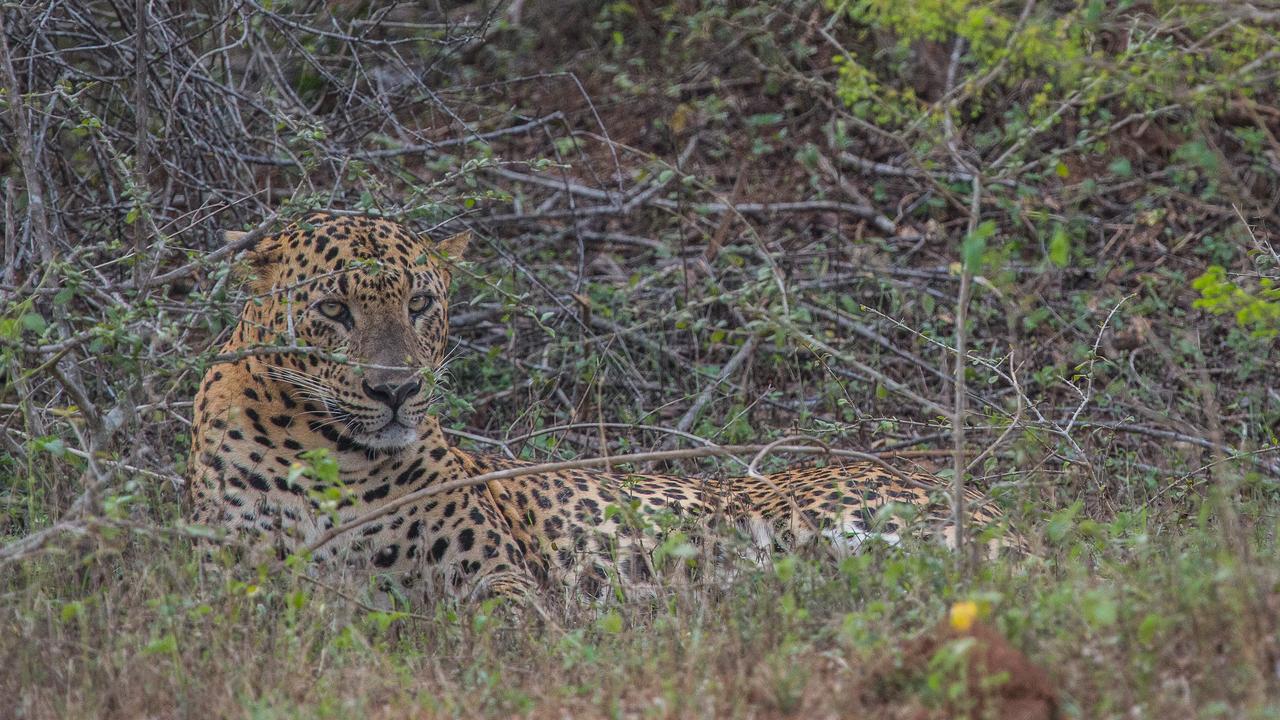 Leopard spotting in Yala NP