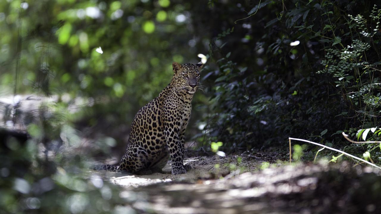 Leopard at Wilpattu National Park