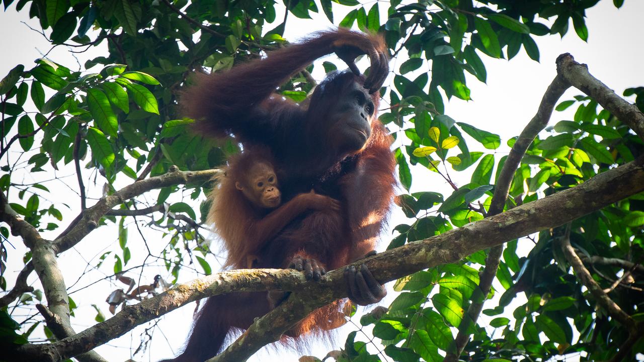Mother and baby orangutan on tree