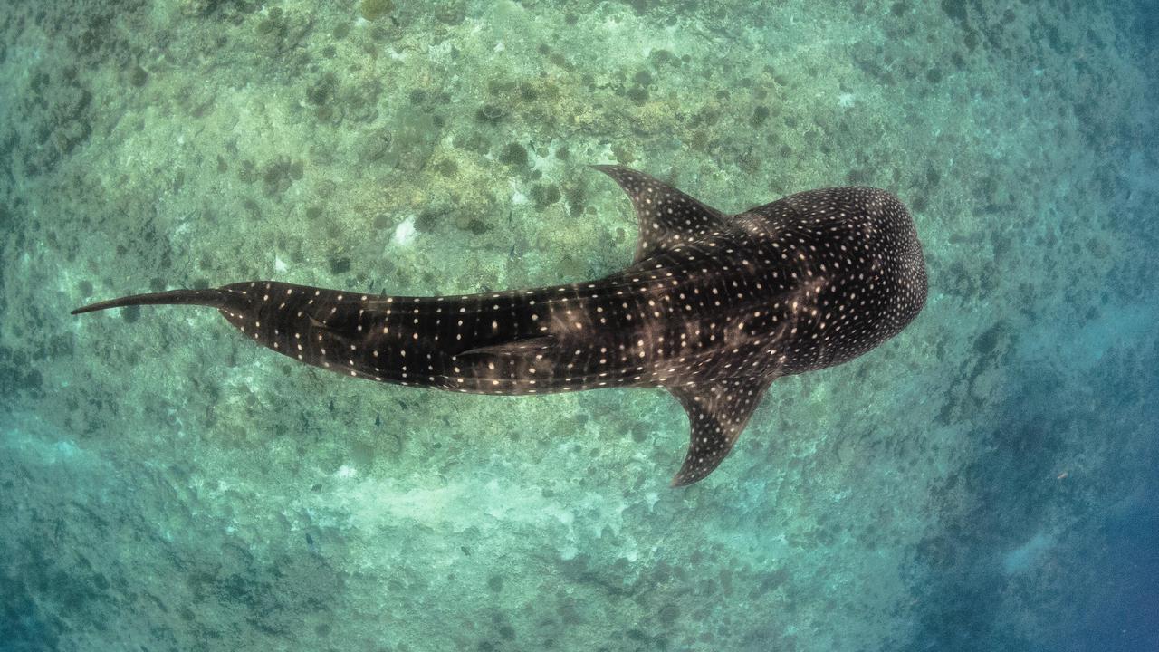 Whale shark in Maldives