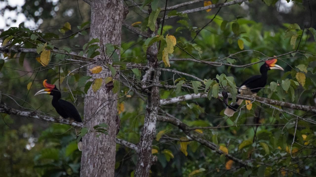 Two hornbills in a tree