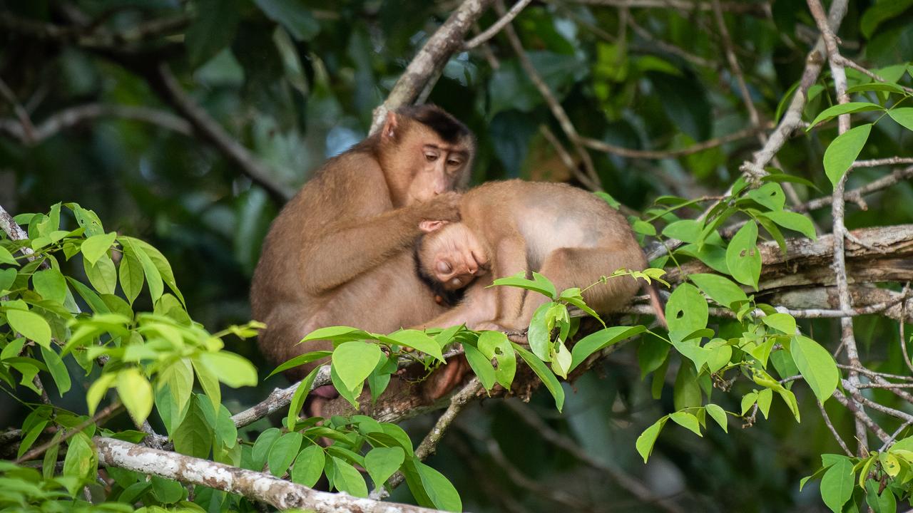 Monkeys sitting in a tree