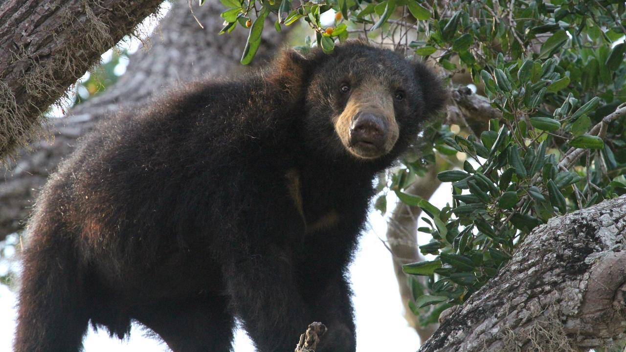 Bear in Wilpattu NP Sri Lanka