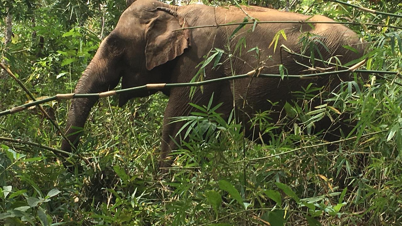 Mondulkiri elephant in the wild