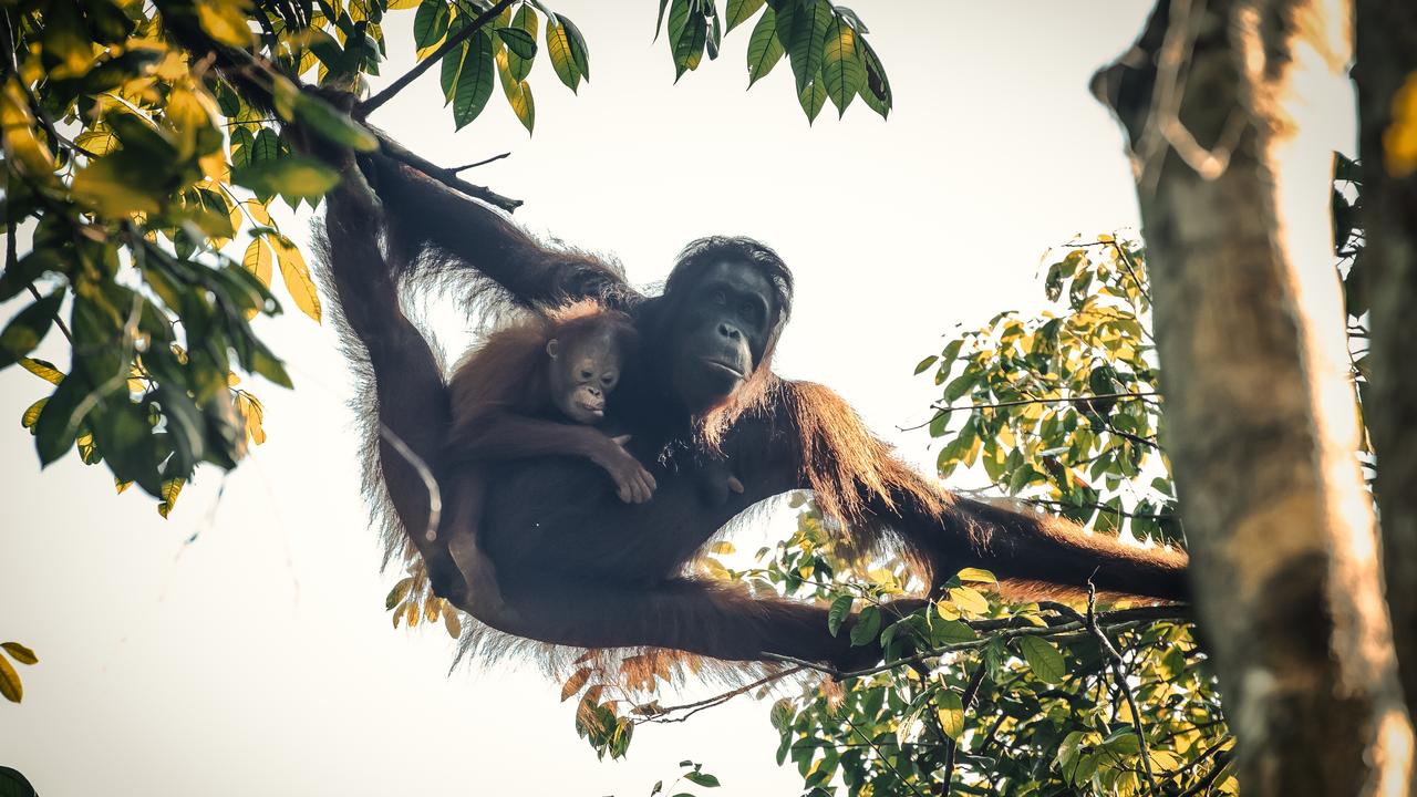 Orangutan in between two trees