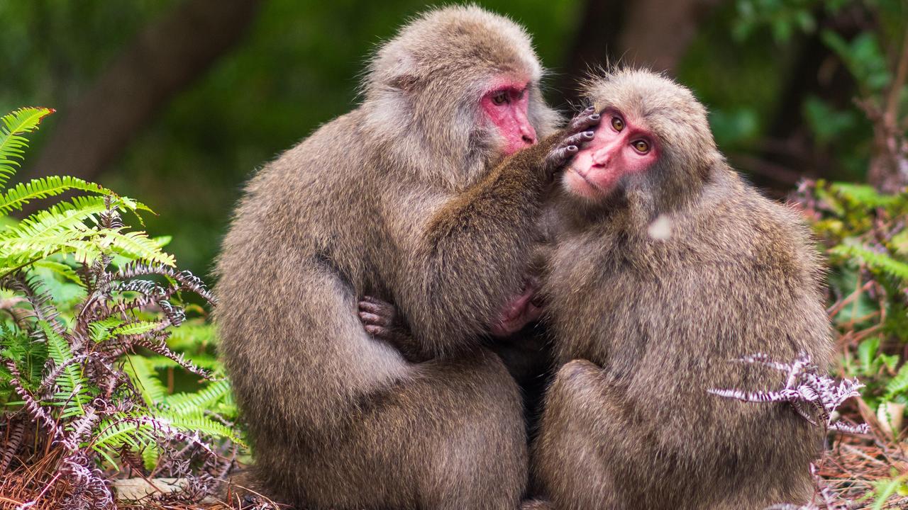 Japan monkeys