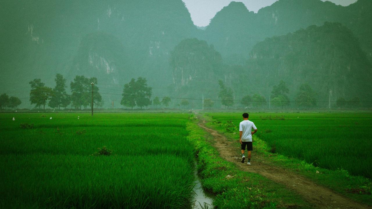 Ninh Binh rice field