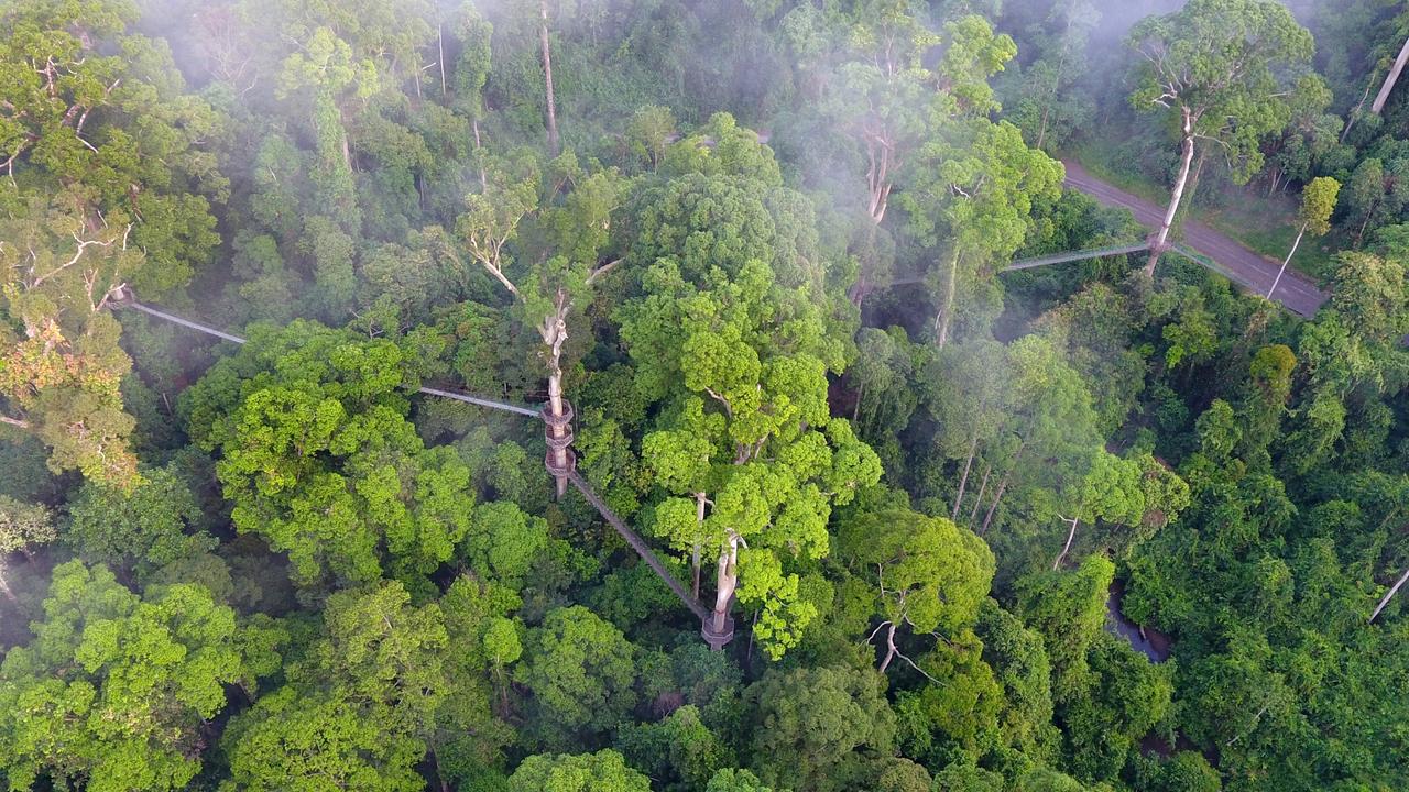 Borneo Rainforest Lodge Canopy