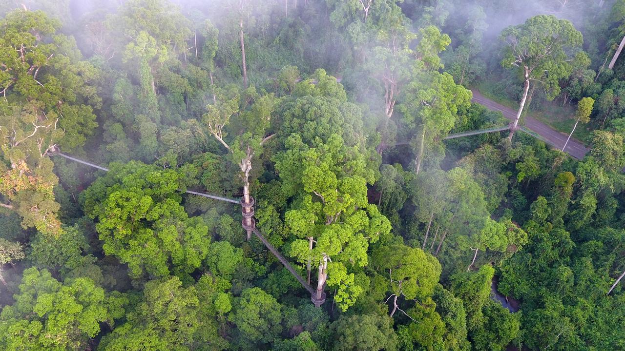Borneo Rainforest Lodge canopy walk