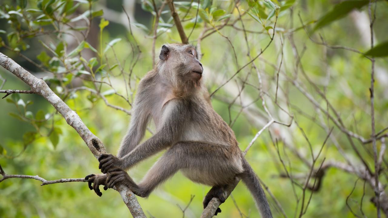 Borneo monkey