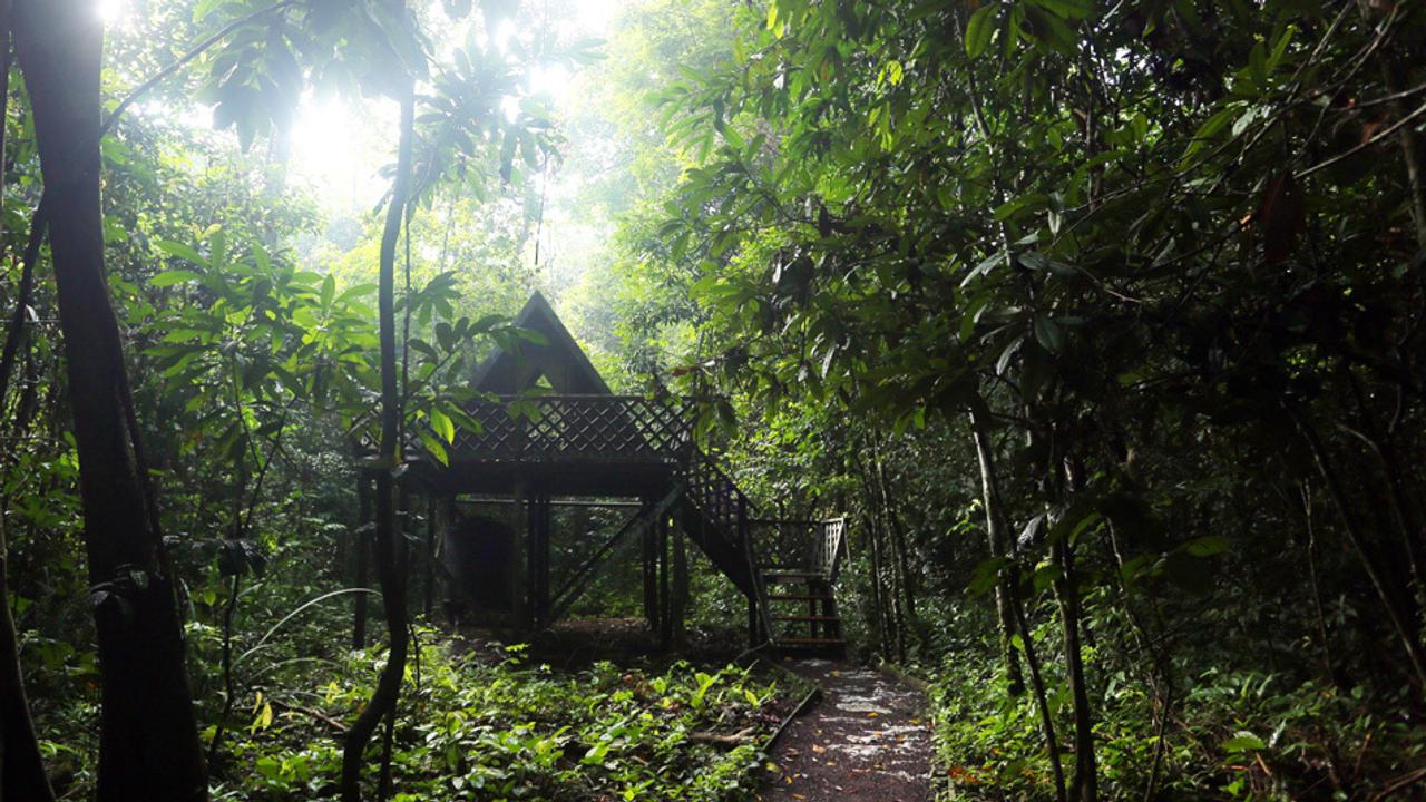 Chalet in the rainforest