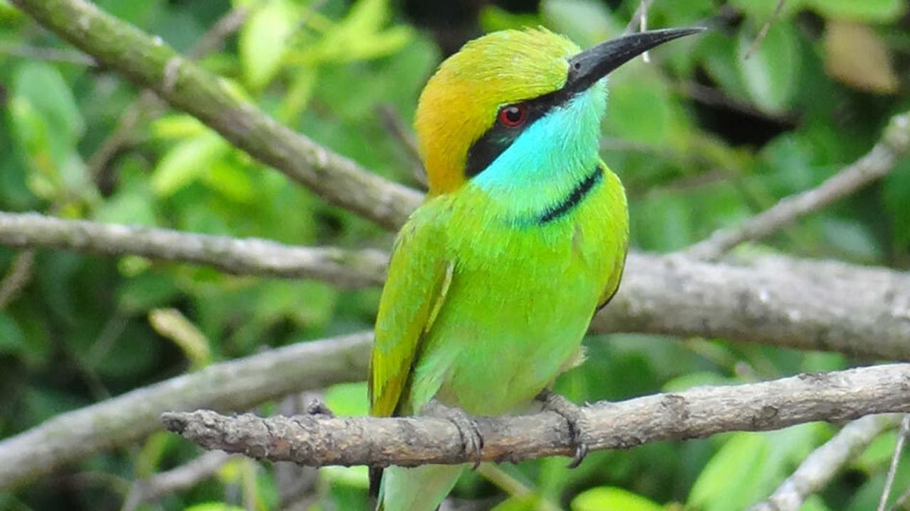 The Mudhouse Bee Eater