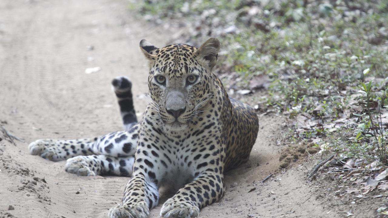 Leopard, on the trail!