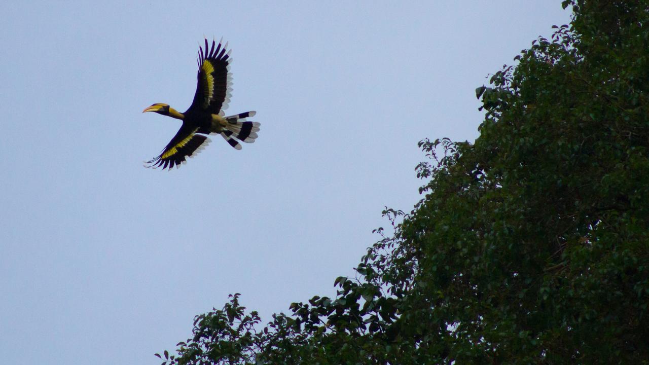 Bird soaring over Khao Sok National Park