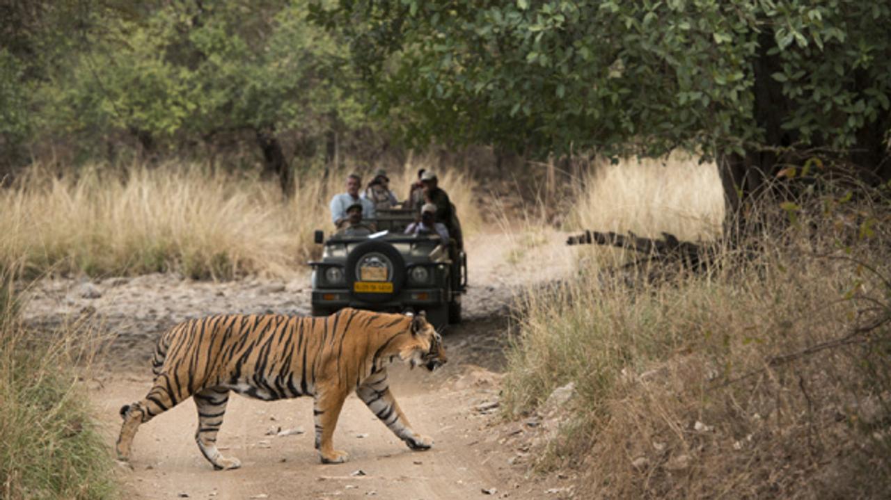 Spot tigers in Ranthambore