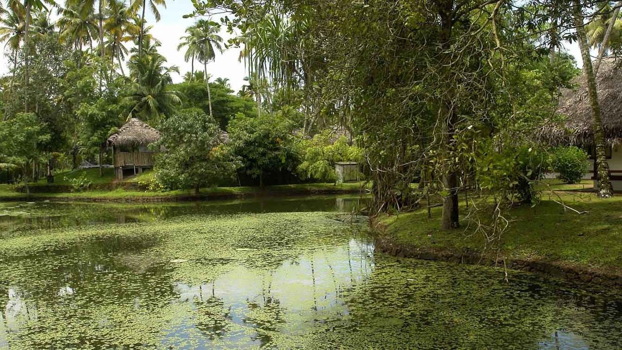Green pond at Marari Beach Resort