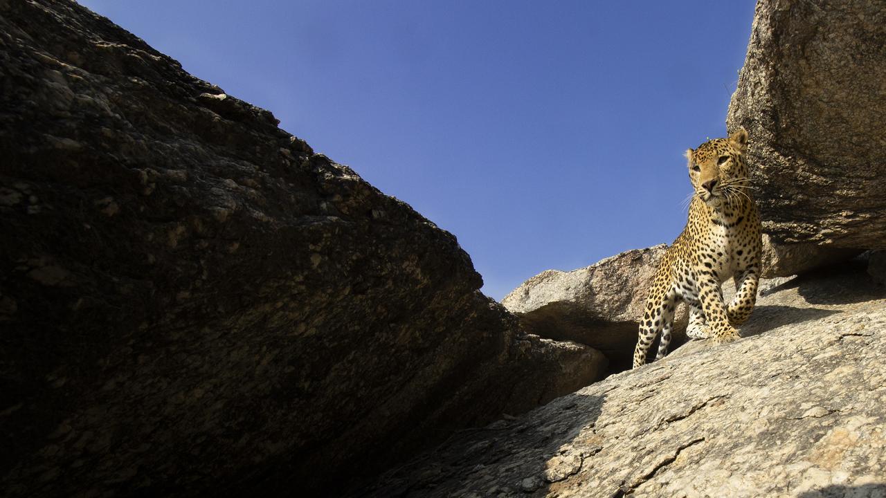Spotting leopard