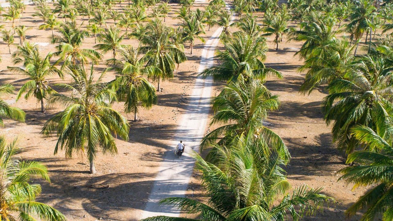 Palm trees lining the path at Bo’a Vida Rote