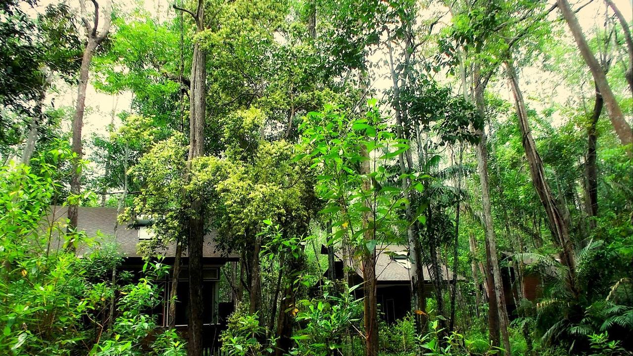 Rainforest chalets at Kinabatangan Wetlands Resort