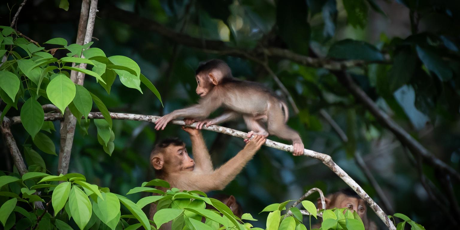Monkeys playing on a branch