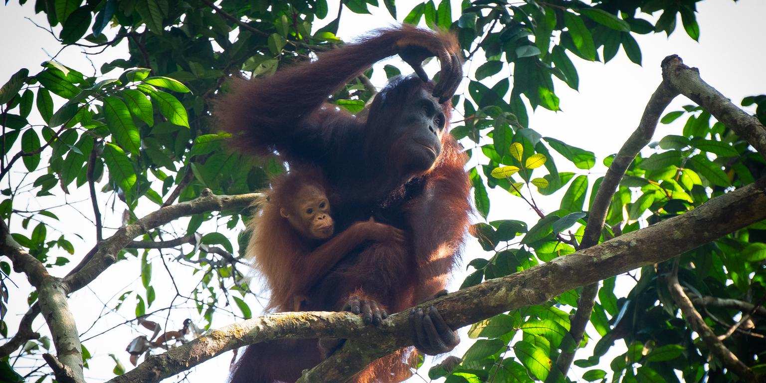 Orangutan mother and baby on tree
