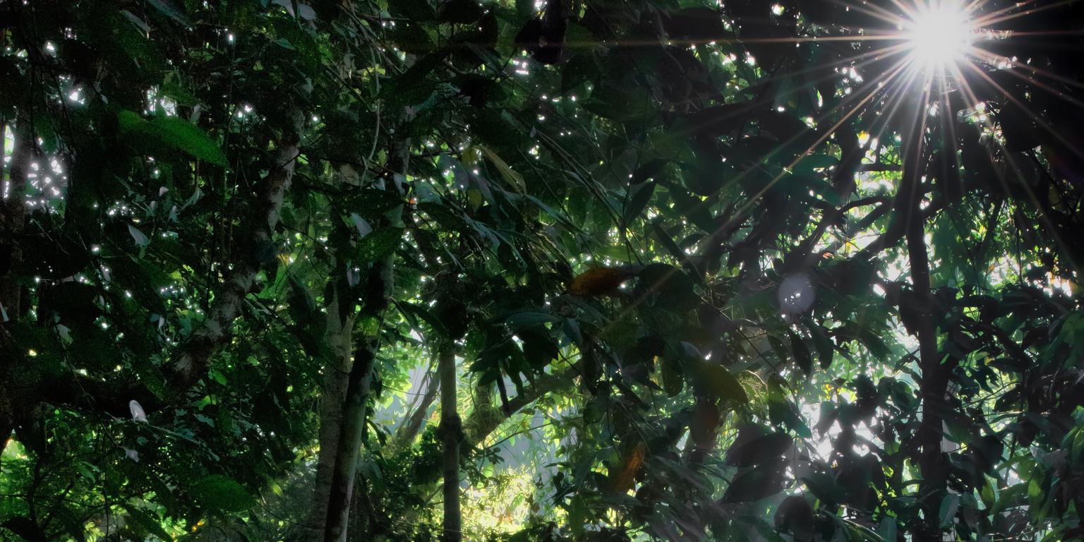 Sunlight through trees in Borneo