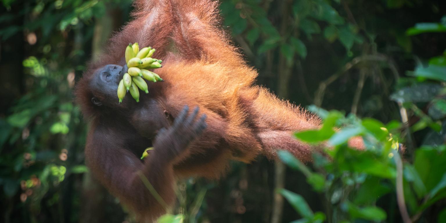 Orangutan with bananas on a tree