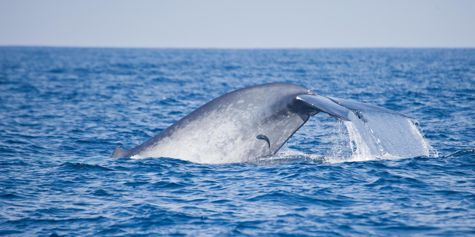Whale in Sri Lanka