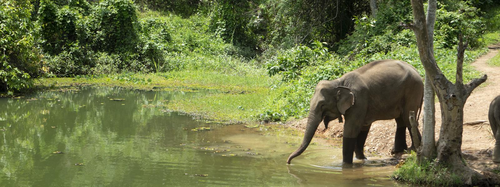 elephant drinking water