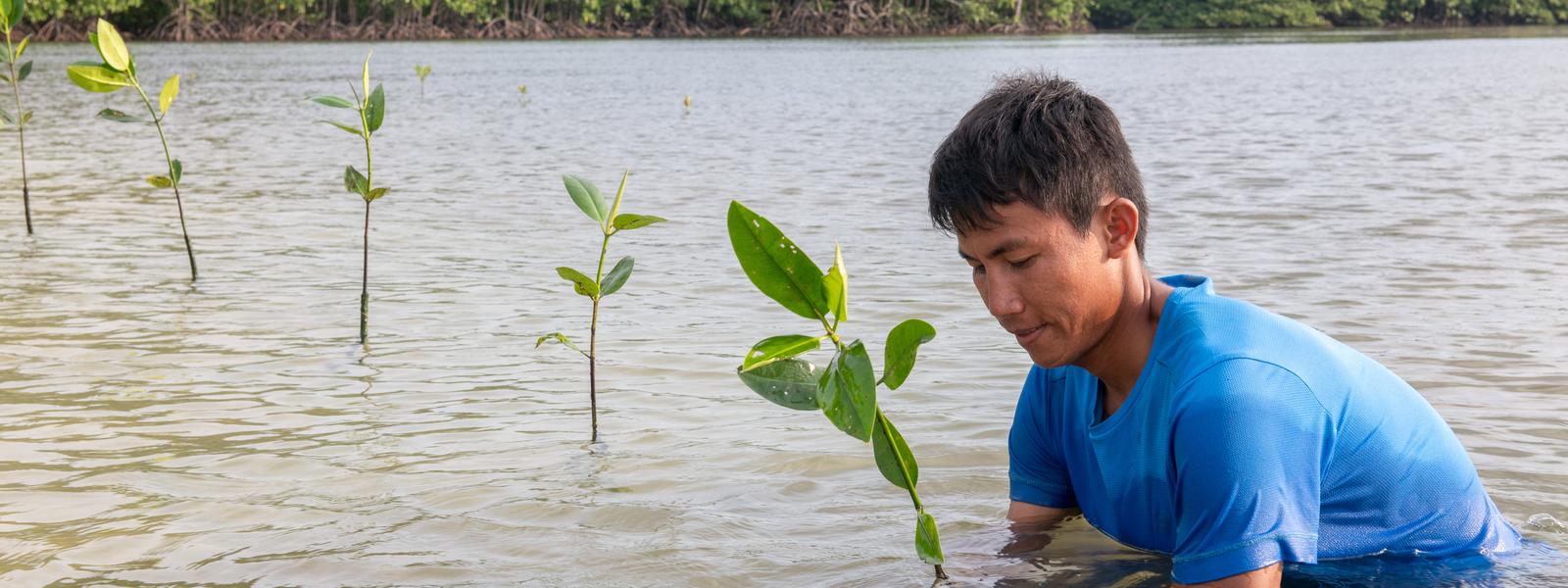 man planting mangrove