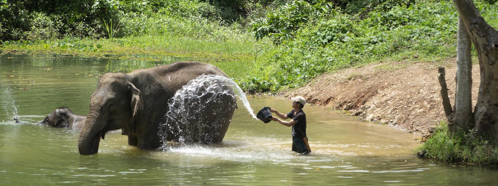 Elepant in laos