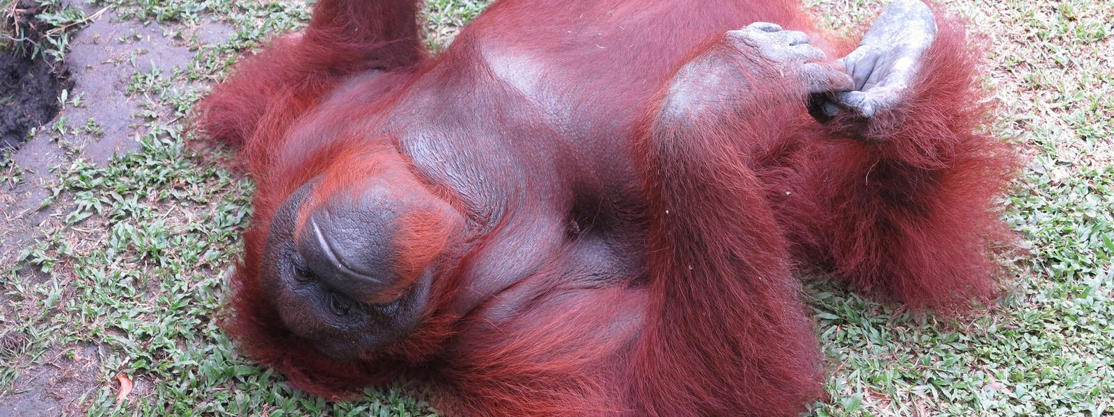 Orangutan in kalimantan