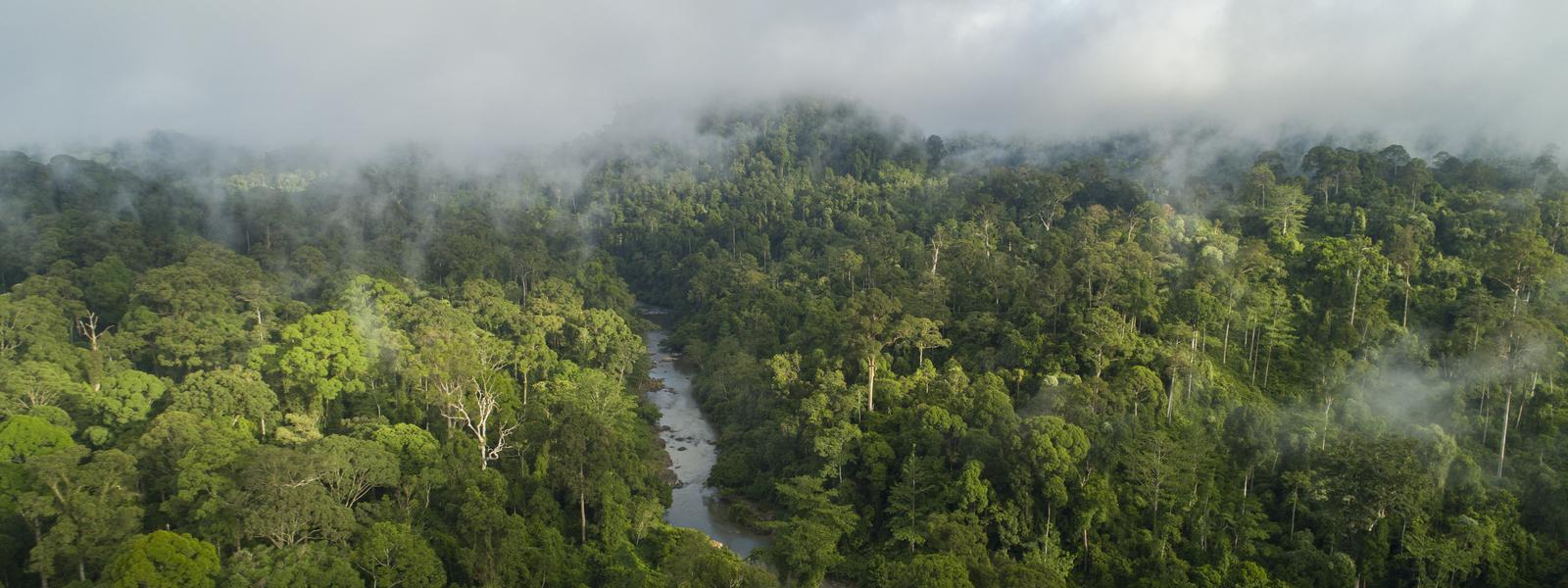 Borneo rainforest with myst