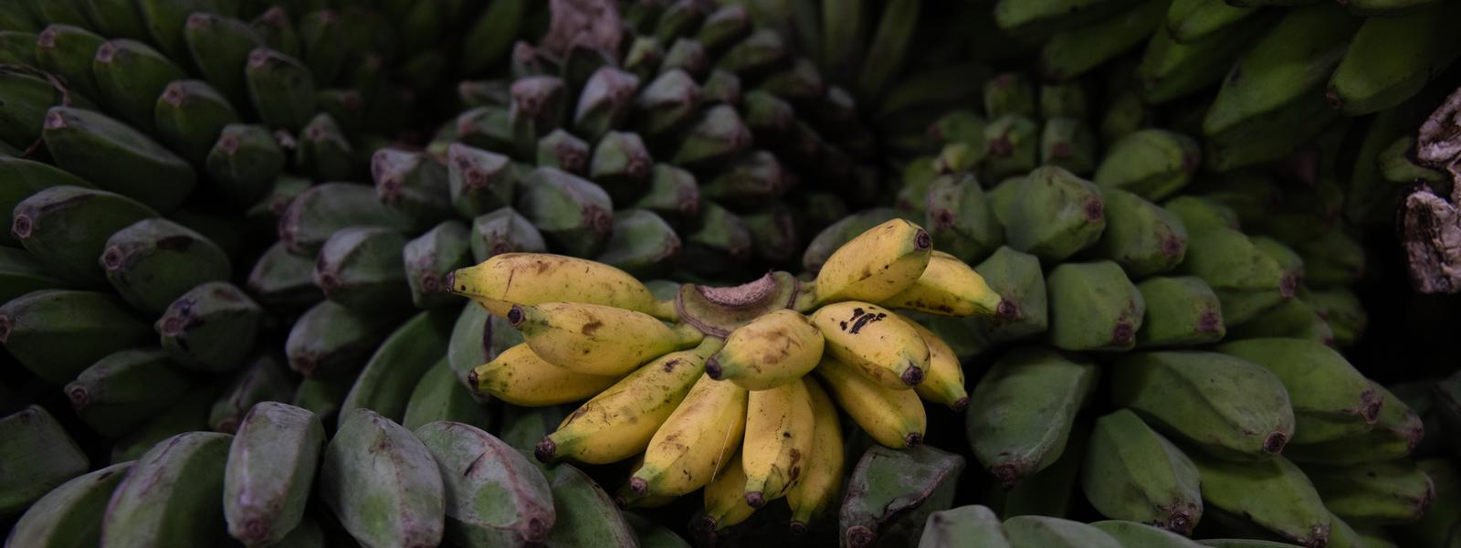 A bunch of ripe bananas in the middle of several unripe bunches