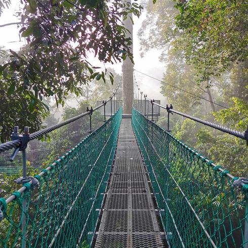 Borneo rainforest lodge canopy